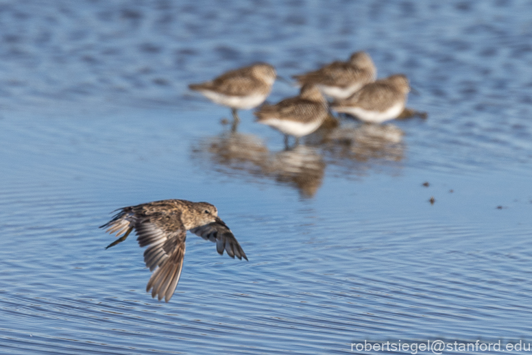 palo alto baylands 2021